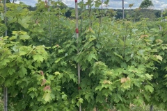 Red-Maple-5G