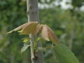 red-maple-bark