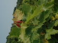 red-maple-closeup2