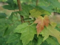 red-maple-closeup4