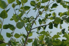 Betula nigra (River Birch)