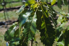Quercus muehlenbergii (Chinkapin Oak)