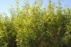 Salix nigra (Black Willow)