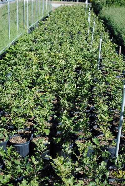 Wholesale Native Trees and Shrubs in Vermont
