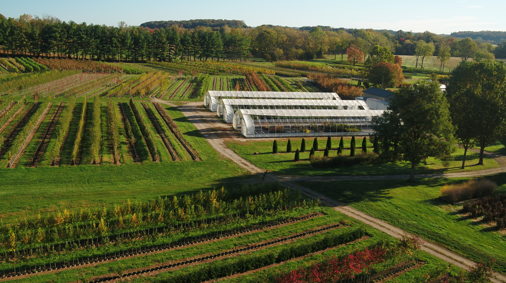 Wholesale Native Trees & Shrubs | Clear Ridge Nursery - Maryland