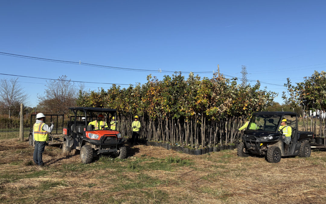 Why Use Containerized Trees for Your Reforestation Projects