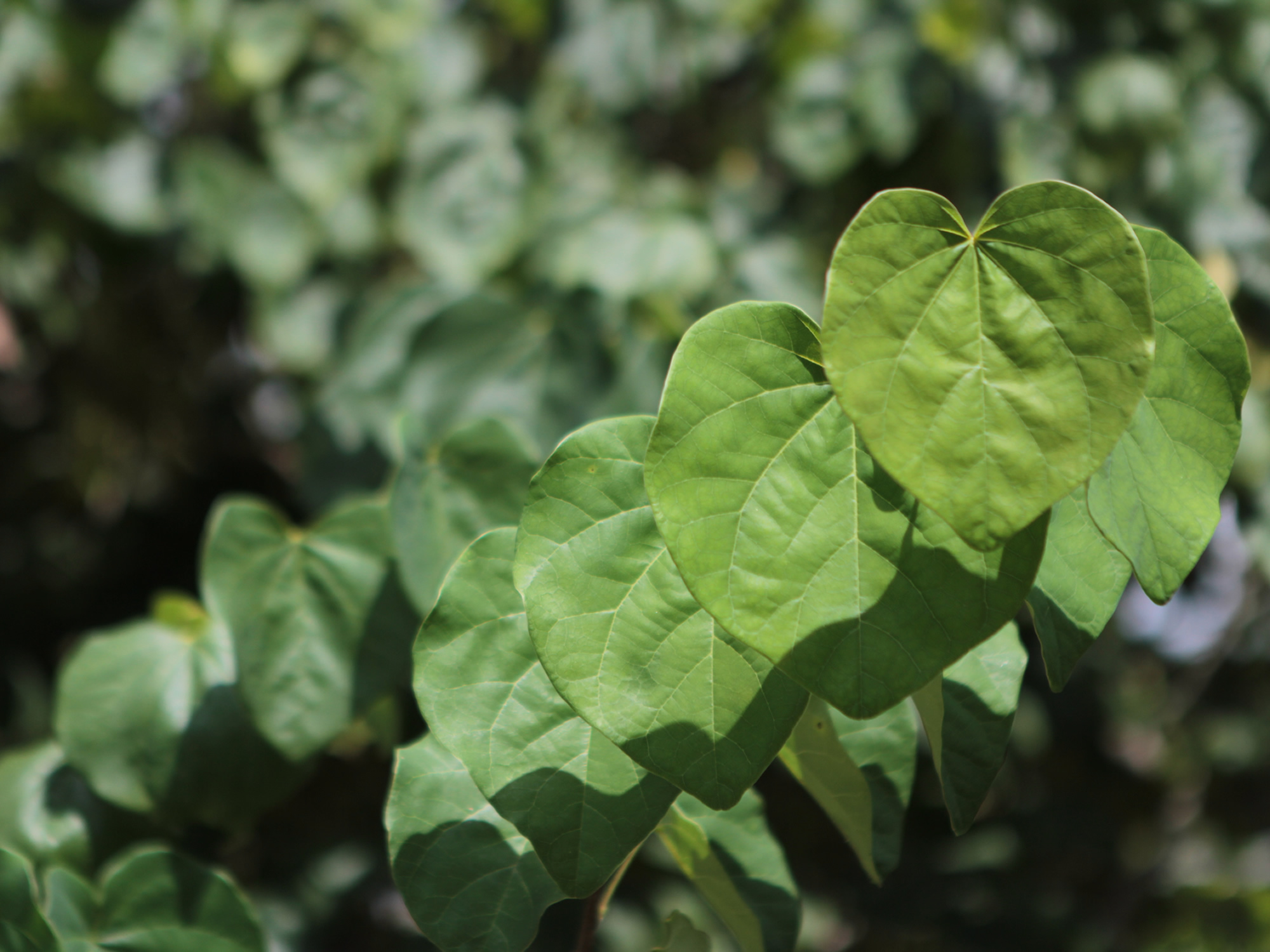 Cercis Canadensis leaves