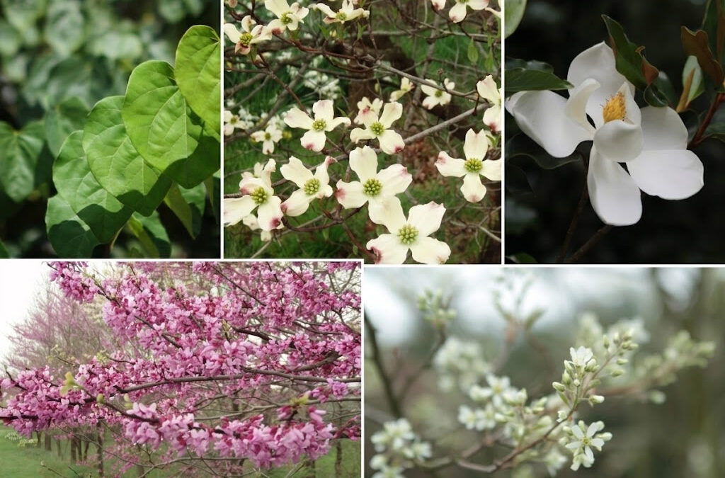 Native Flowering Trees