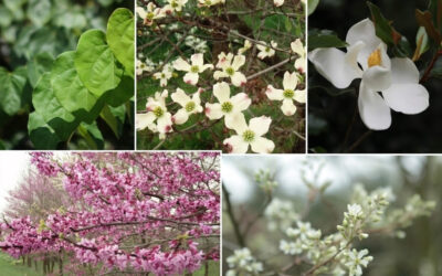 Native Flowering Trees