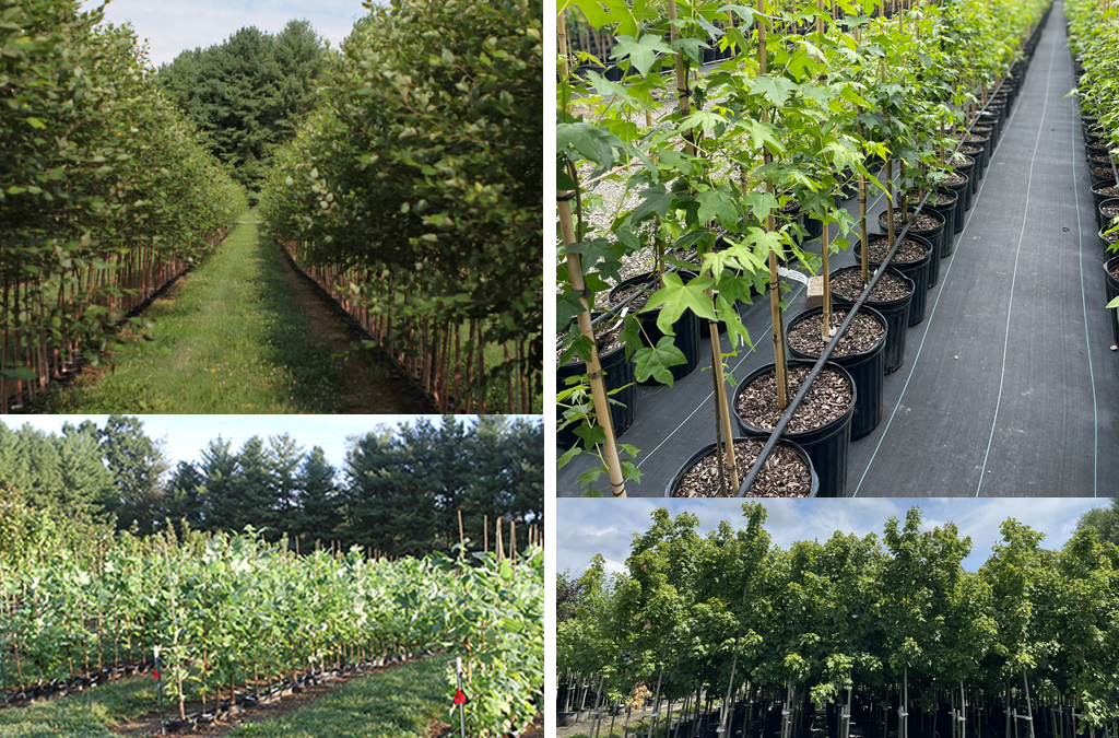 Fast-Growing Native Trees for Privacy