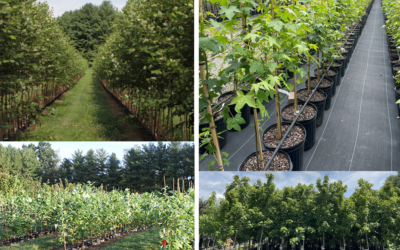 Fast-Growing Native Trees for Privacy