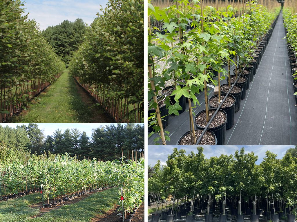 Native Trees for Privacy - Clear Ridge Nursery, Inc.