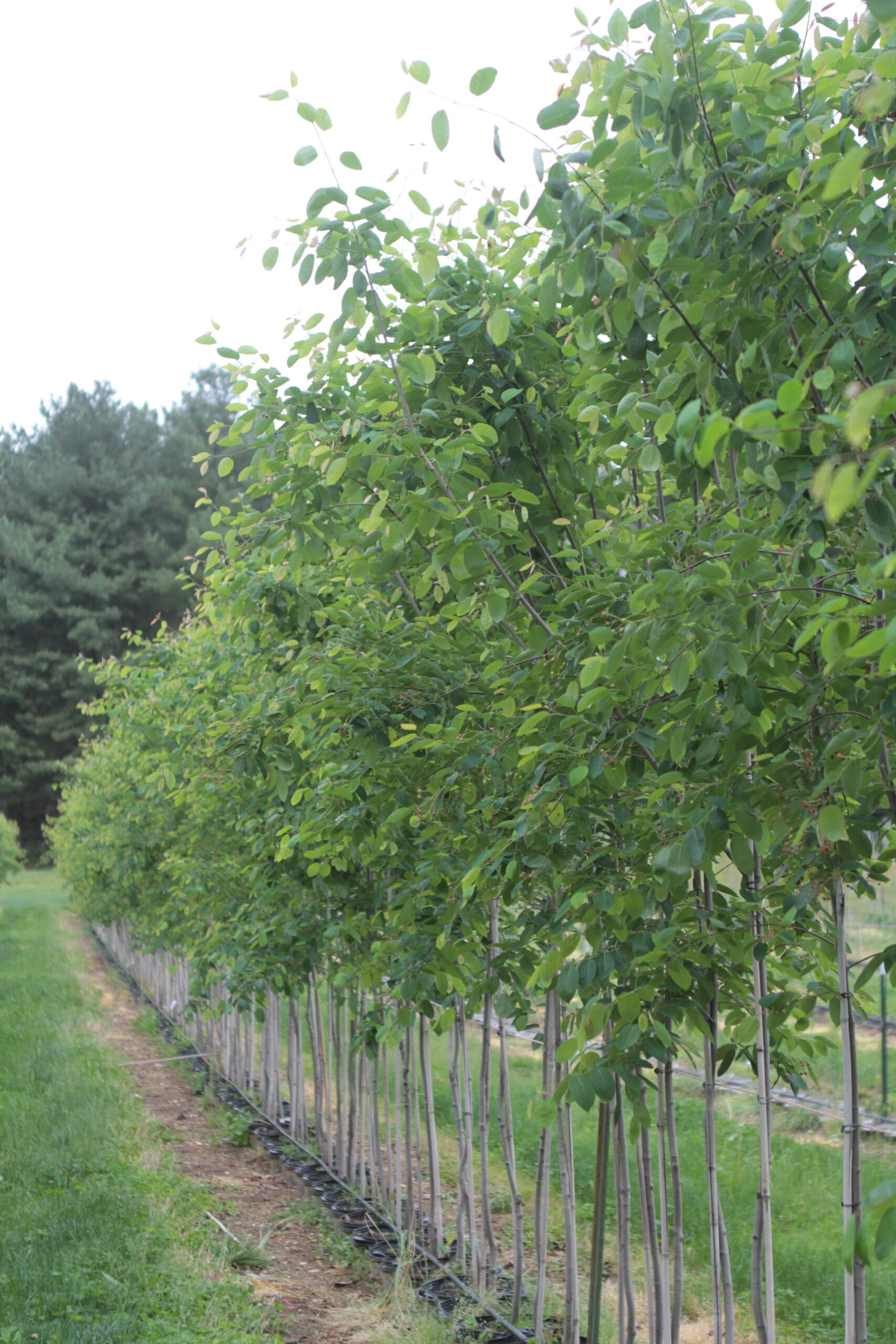 Amelanchier 