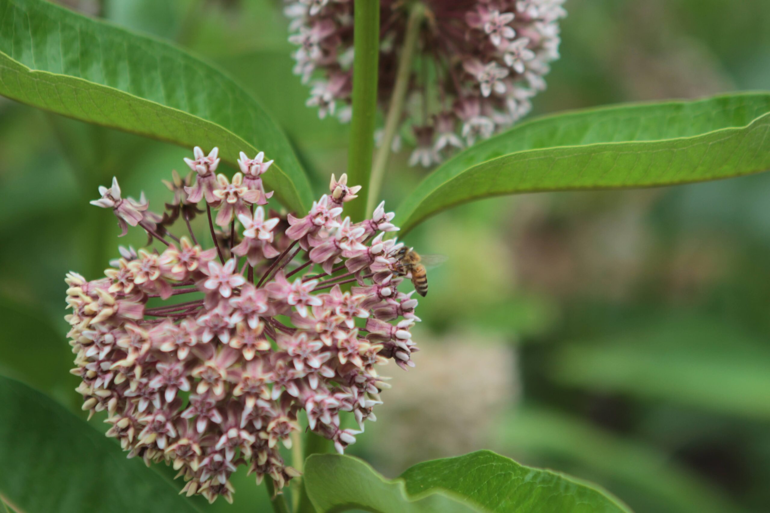Bee in Milkweed