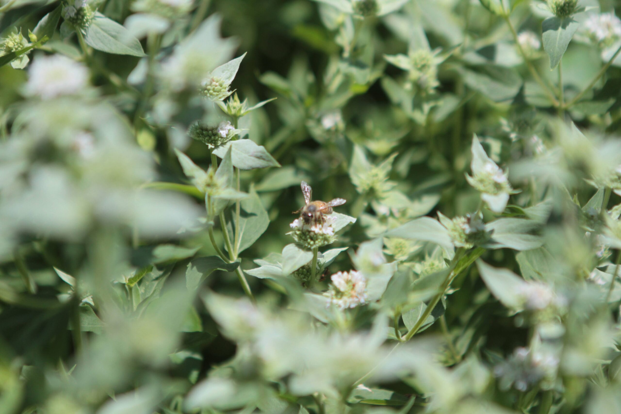 Bee on mountain mint