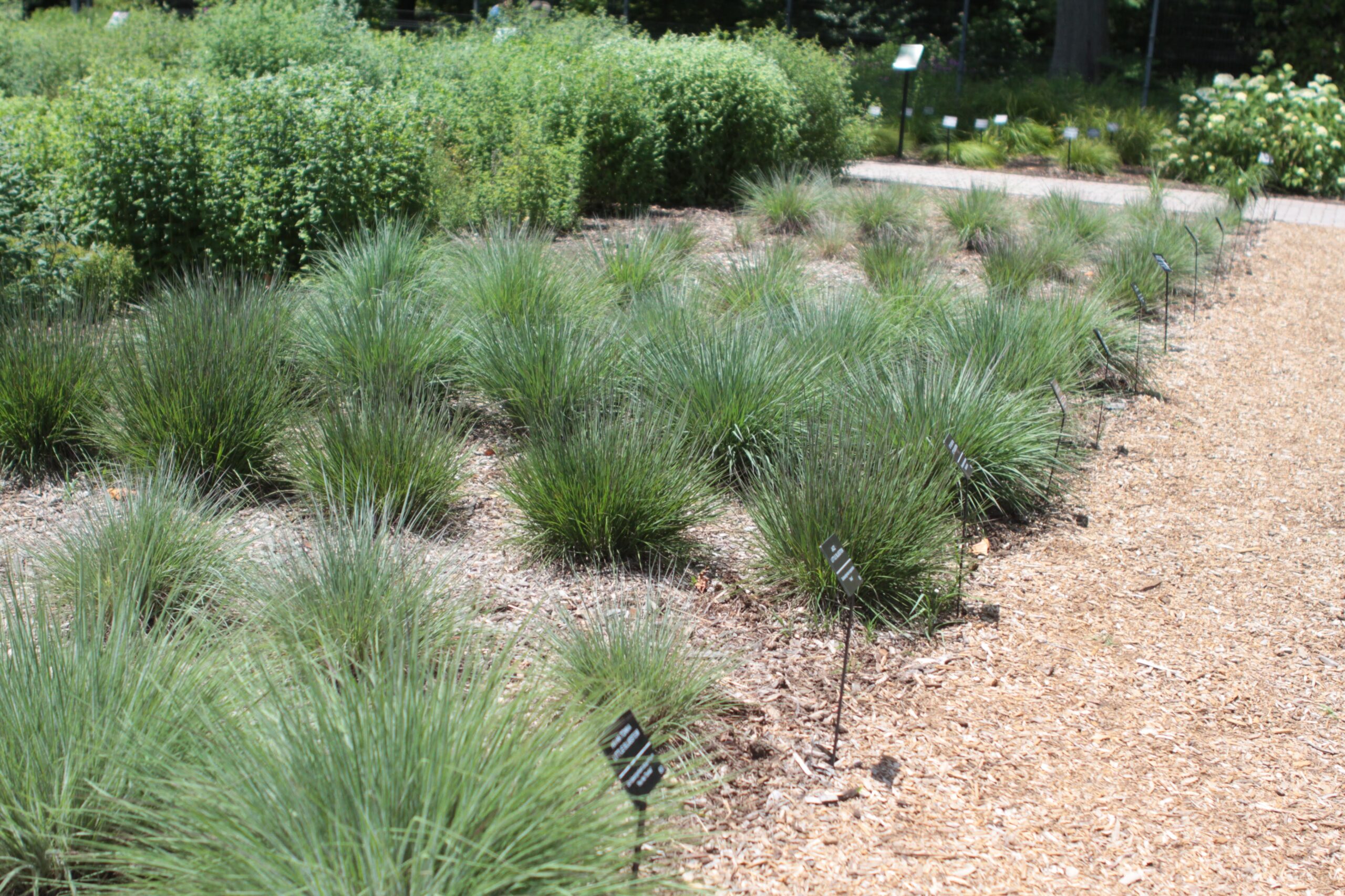 Blue Stem trial