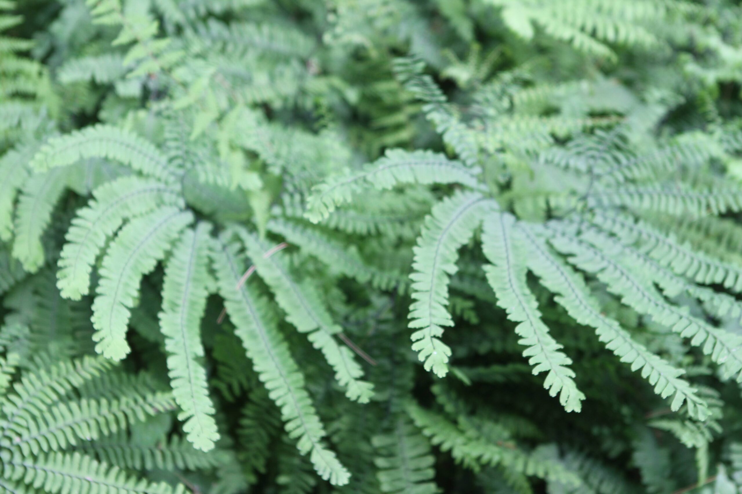Fern