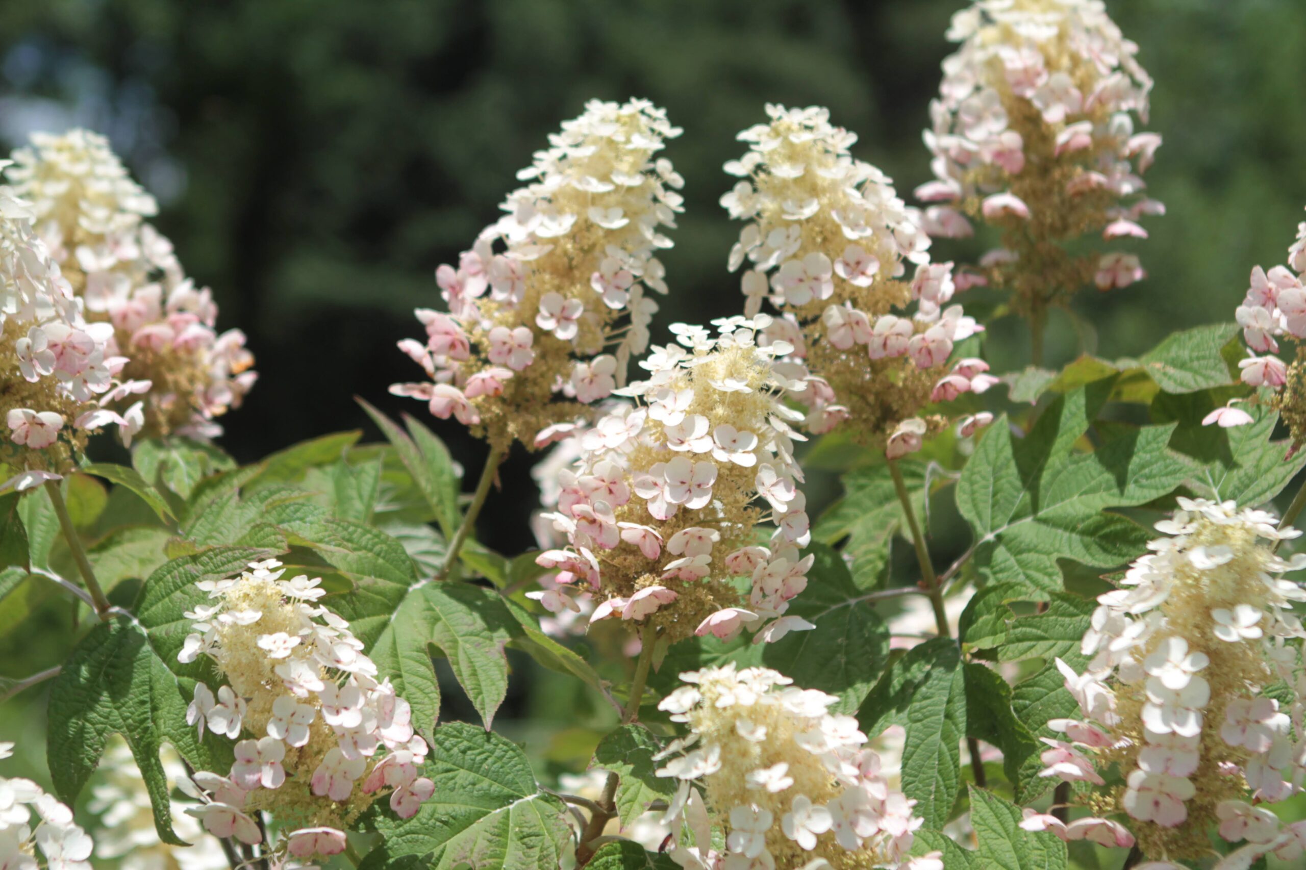 Hydrangea quercifolia