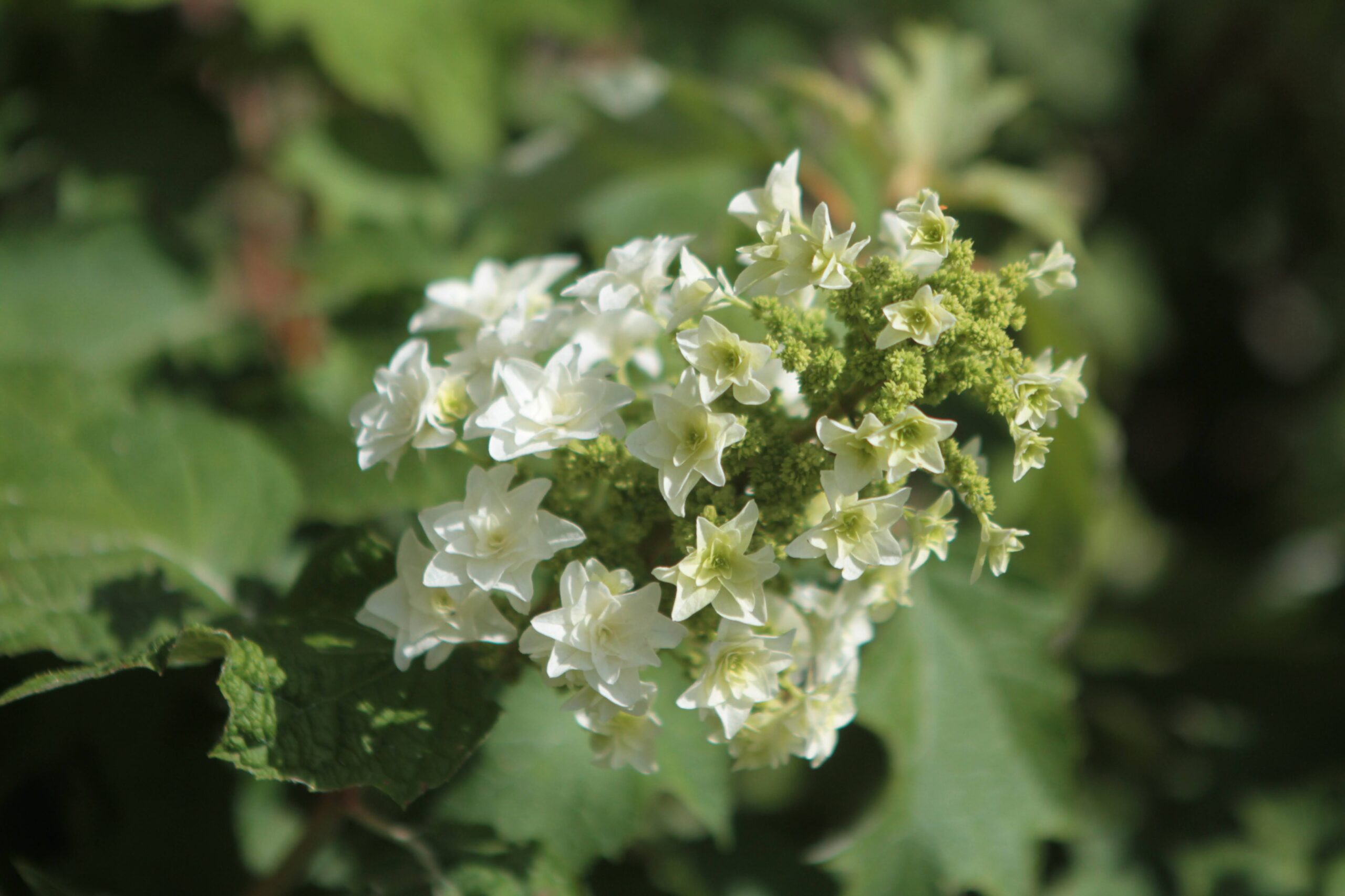 Hydrangea quercifolia _Gatsby Star_ - 3