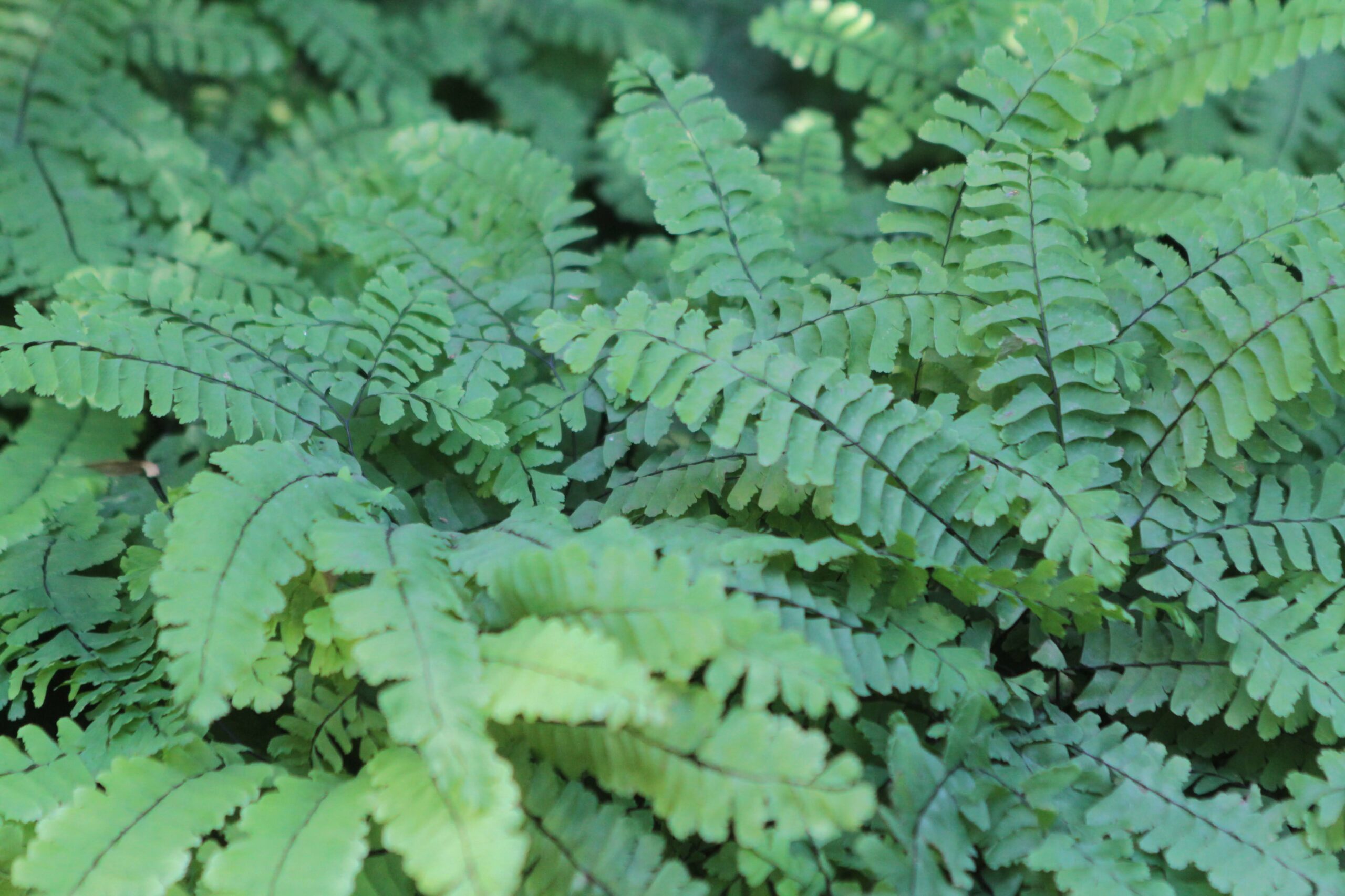Northern Maiden Hair Ferns