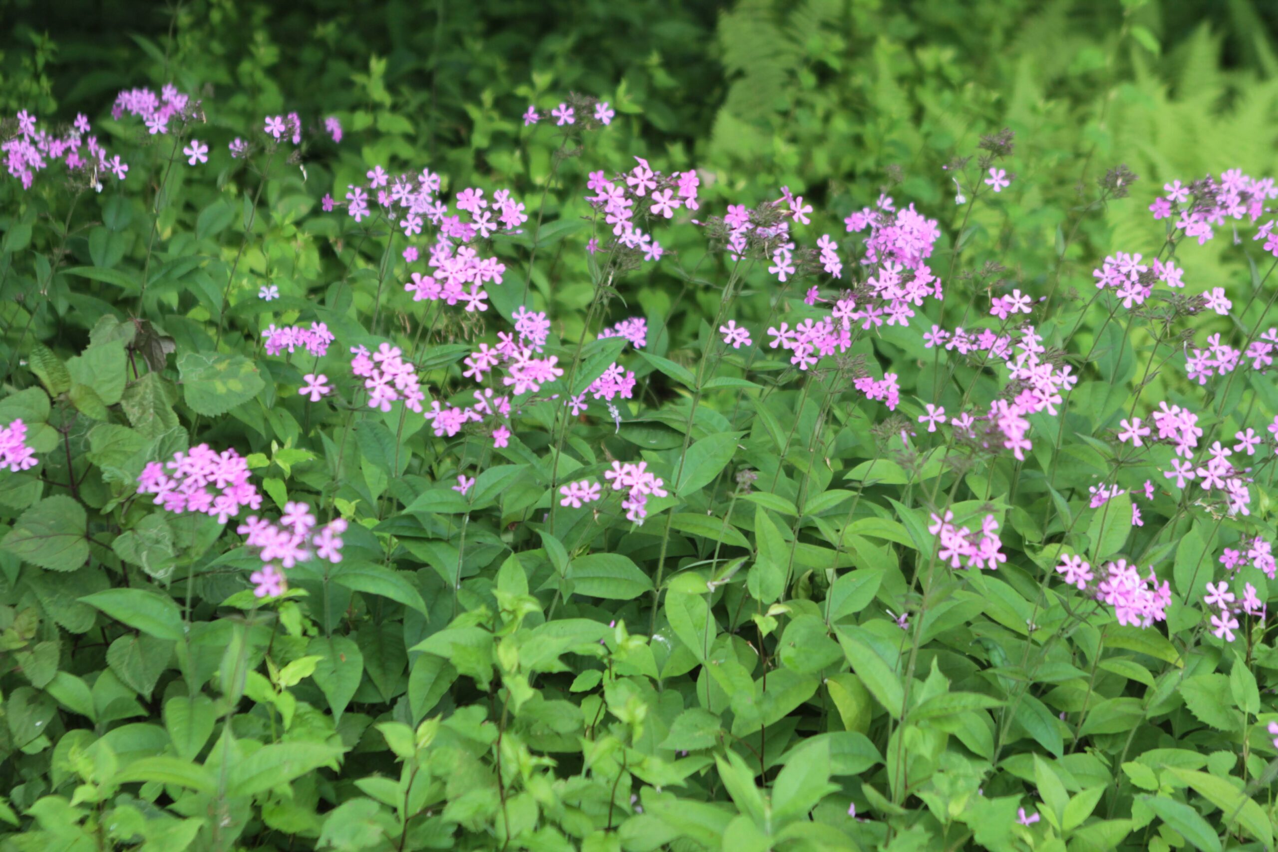 Phlox
