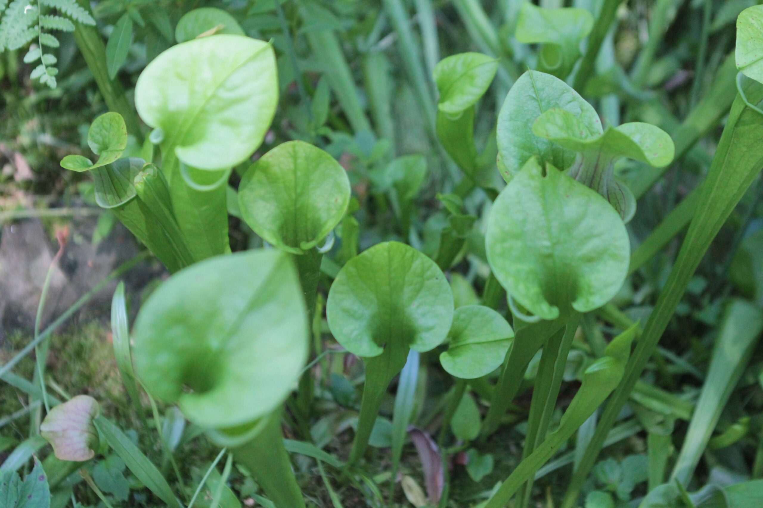 Pitcher Plant at the Ponds
