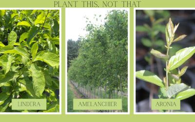 Plant This, Not That: Native Shrubs & Trees for Maryland