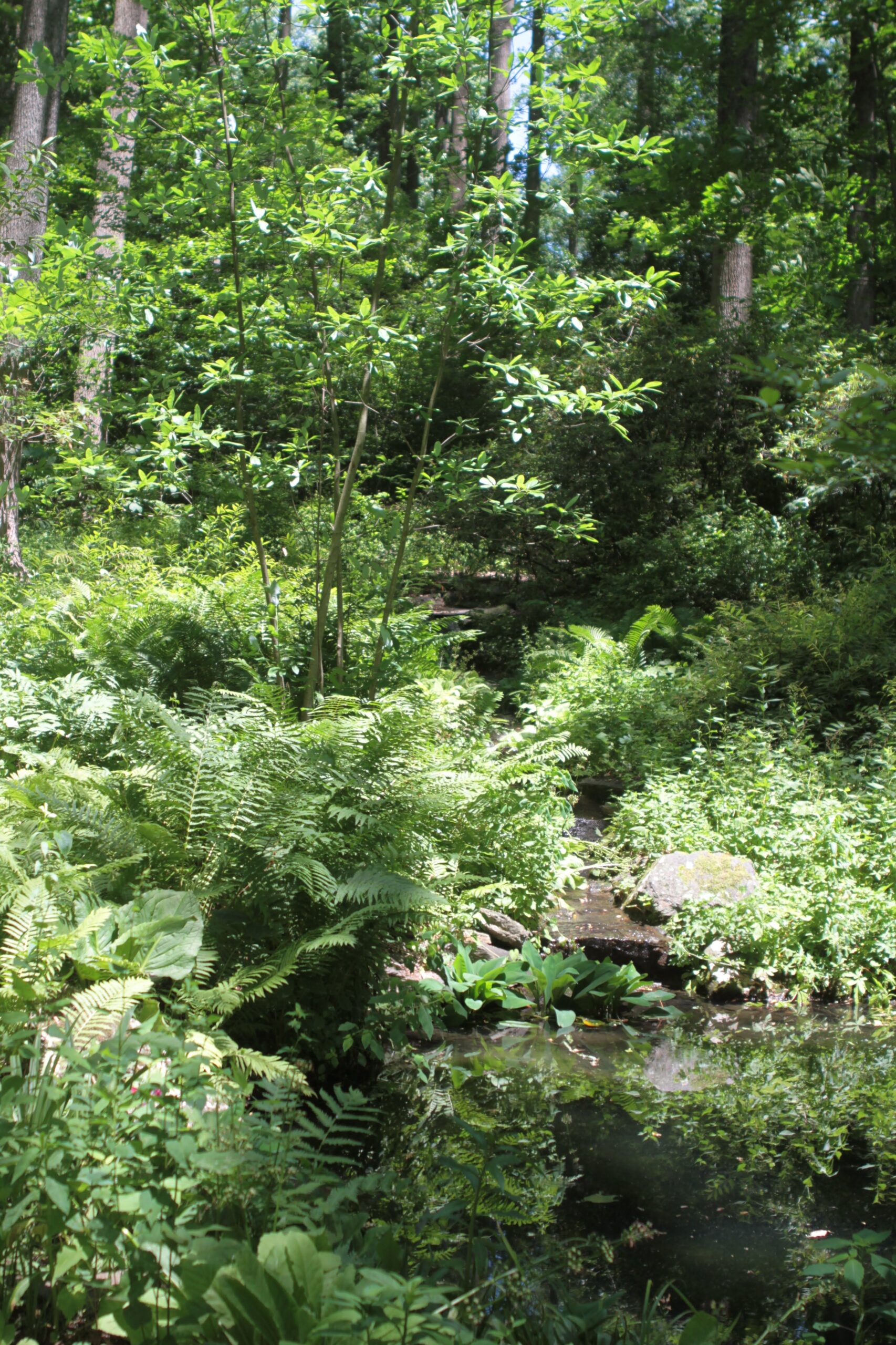 Ponds at Mt Cuba Center