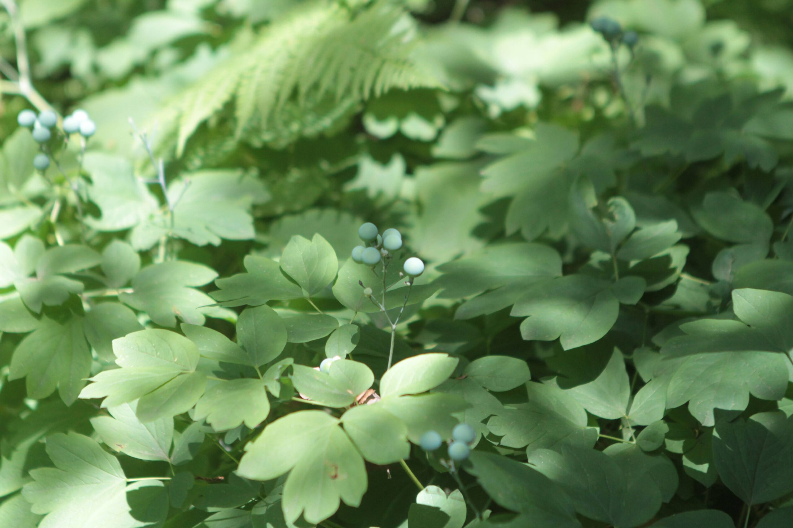 Sassafras with seeds