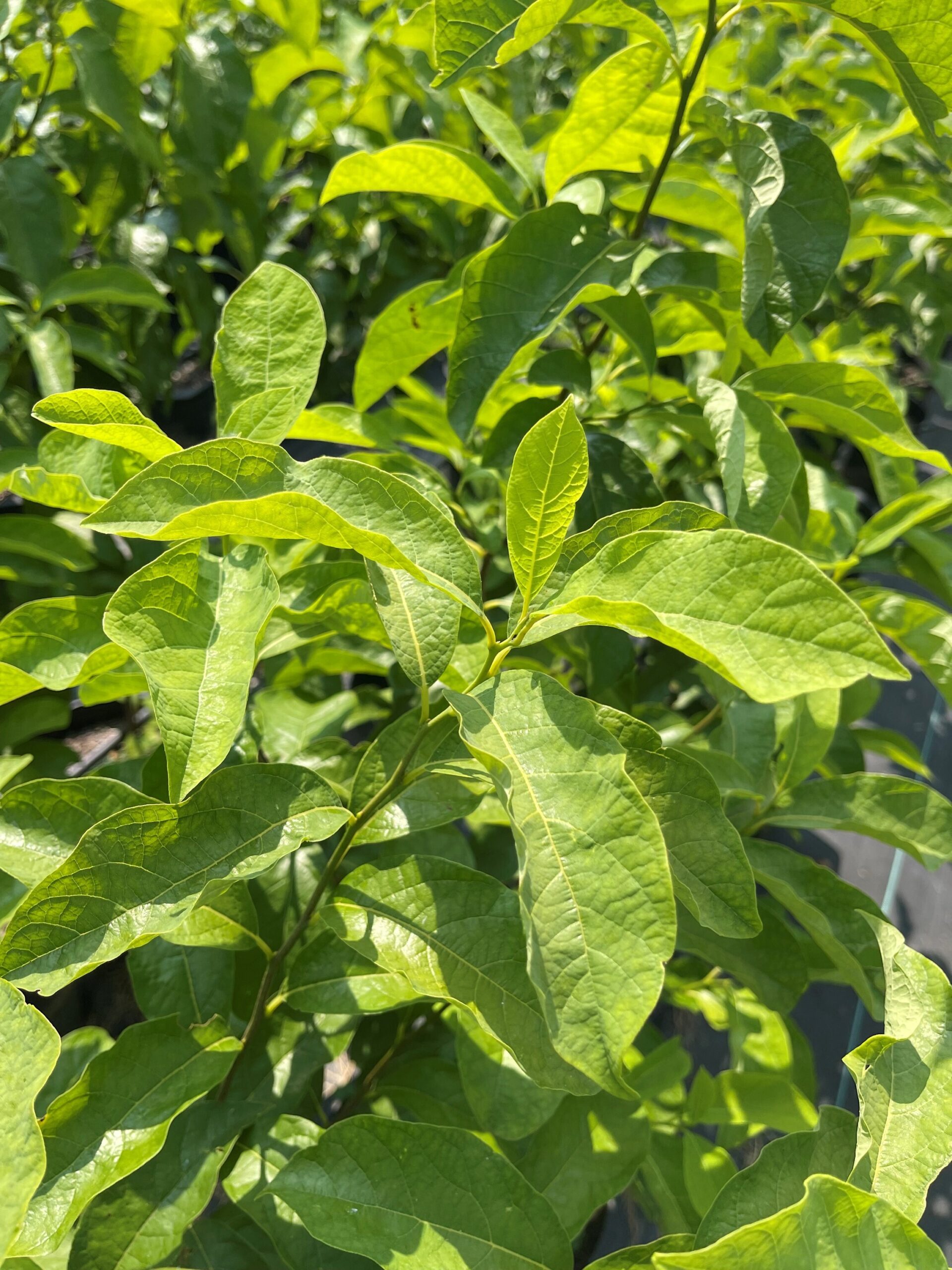 Spicebush