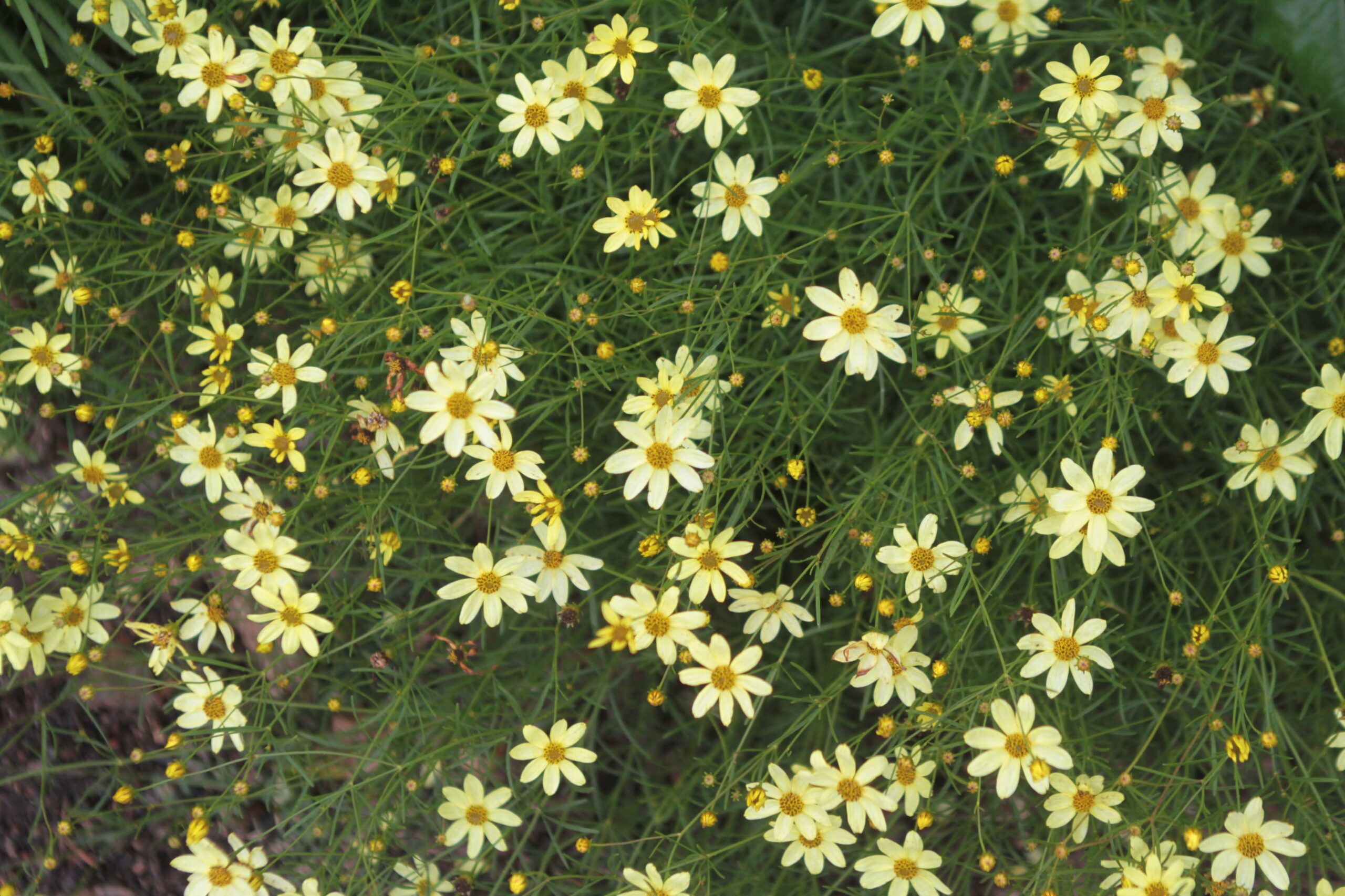 Tickweed