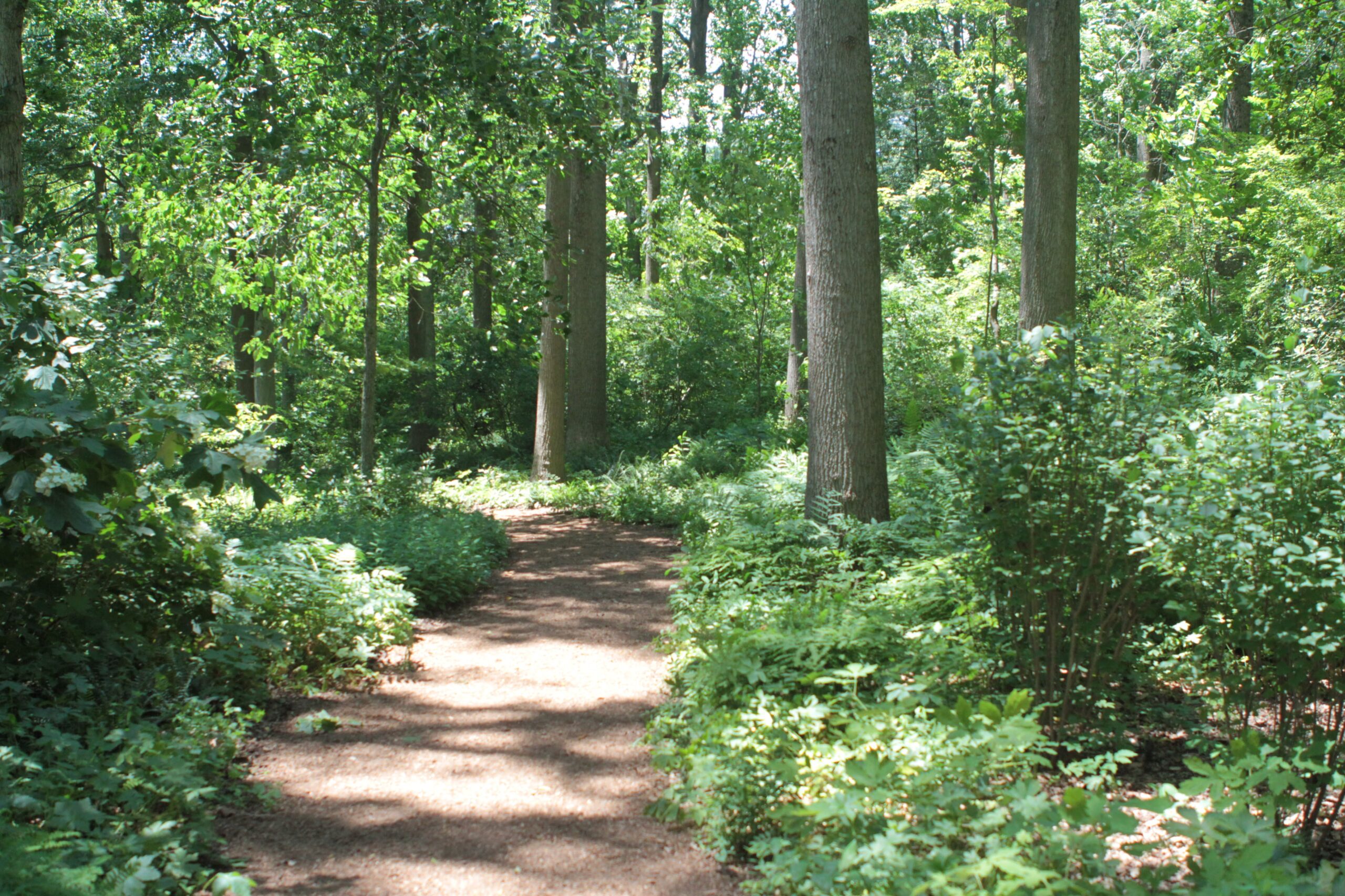 Trail to the Ponds
