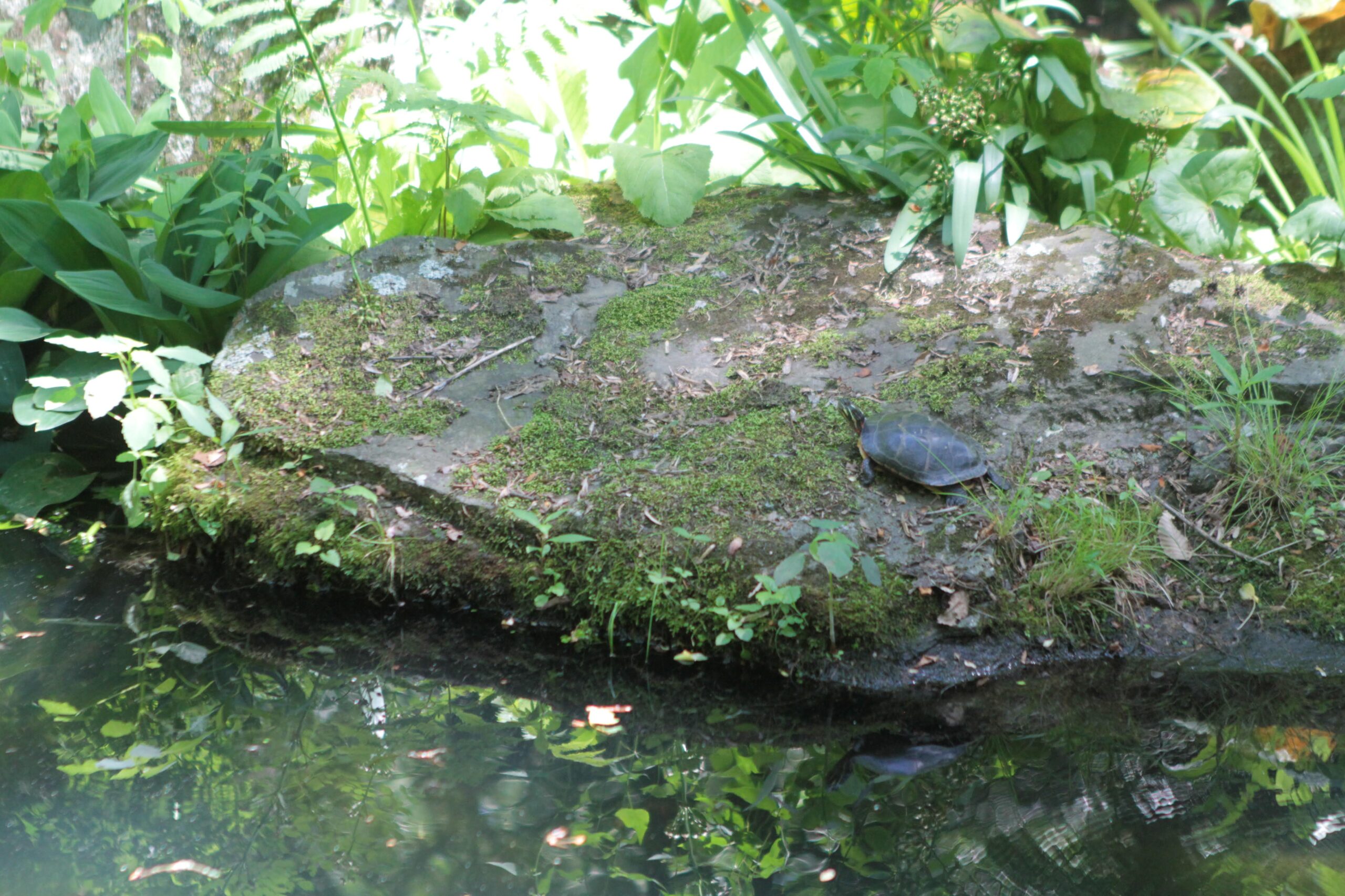 Turtle at the Ponds