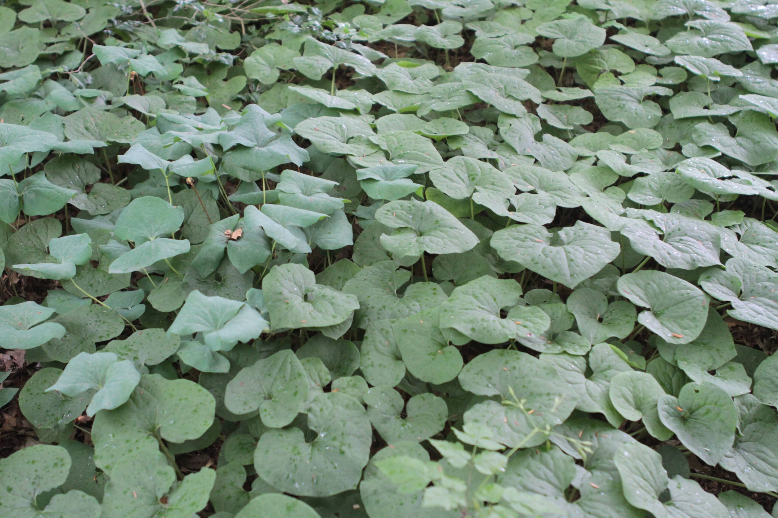 Wild Ginger