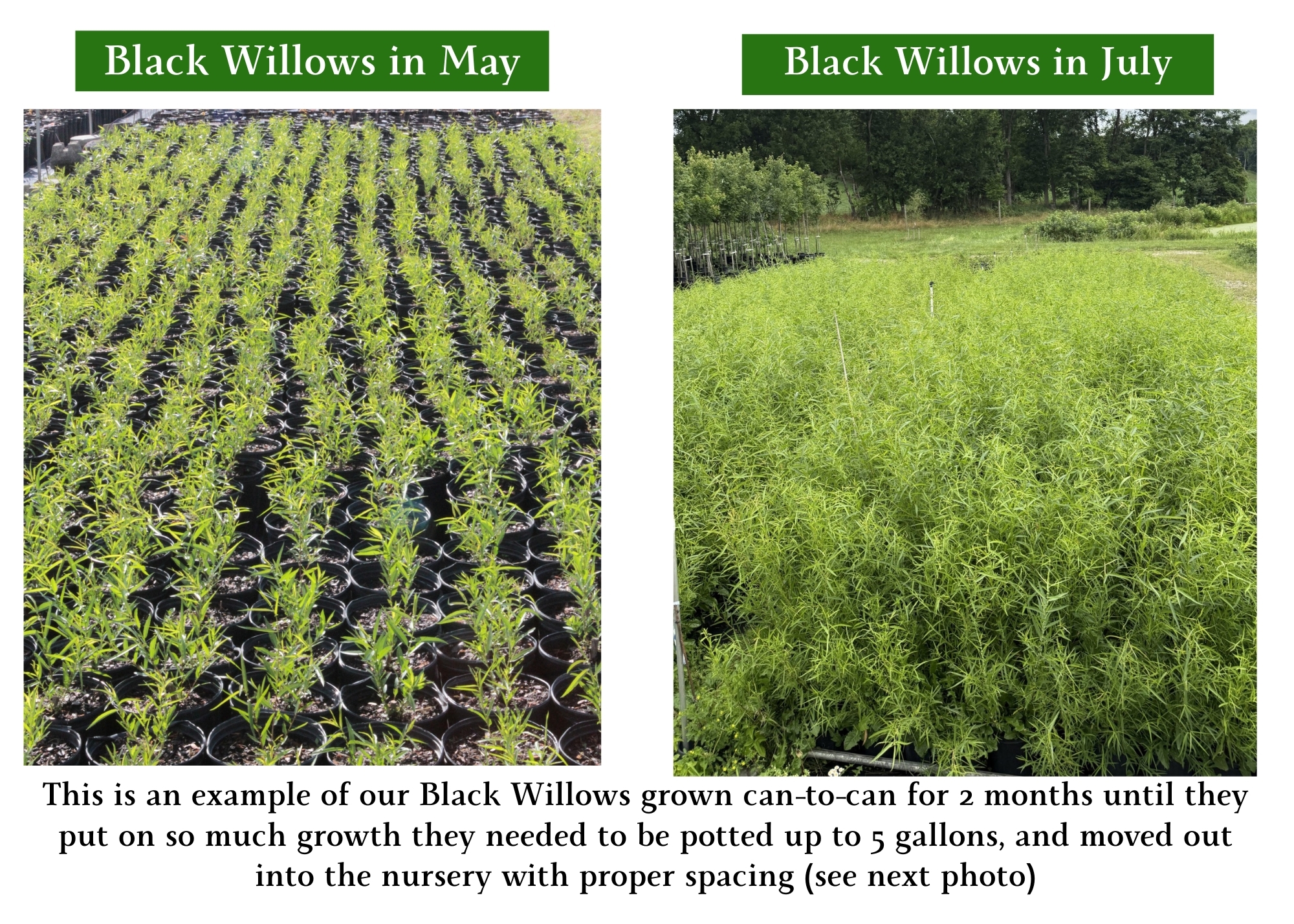 Black Willows can-to-can Black Willows Can to Can