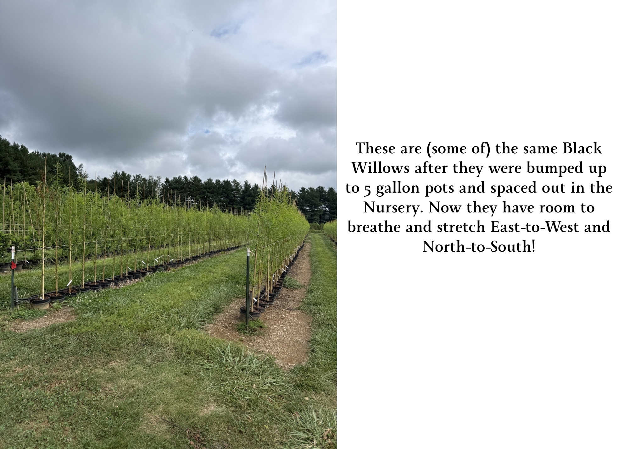 Black Willows in Rows Black Willows in Rows