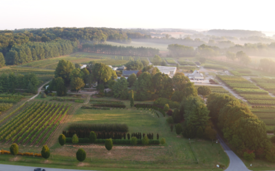 What to Look for in a Wholesale Tree Nursery Before You Buy