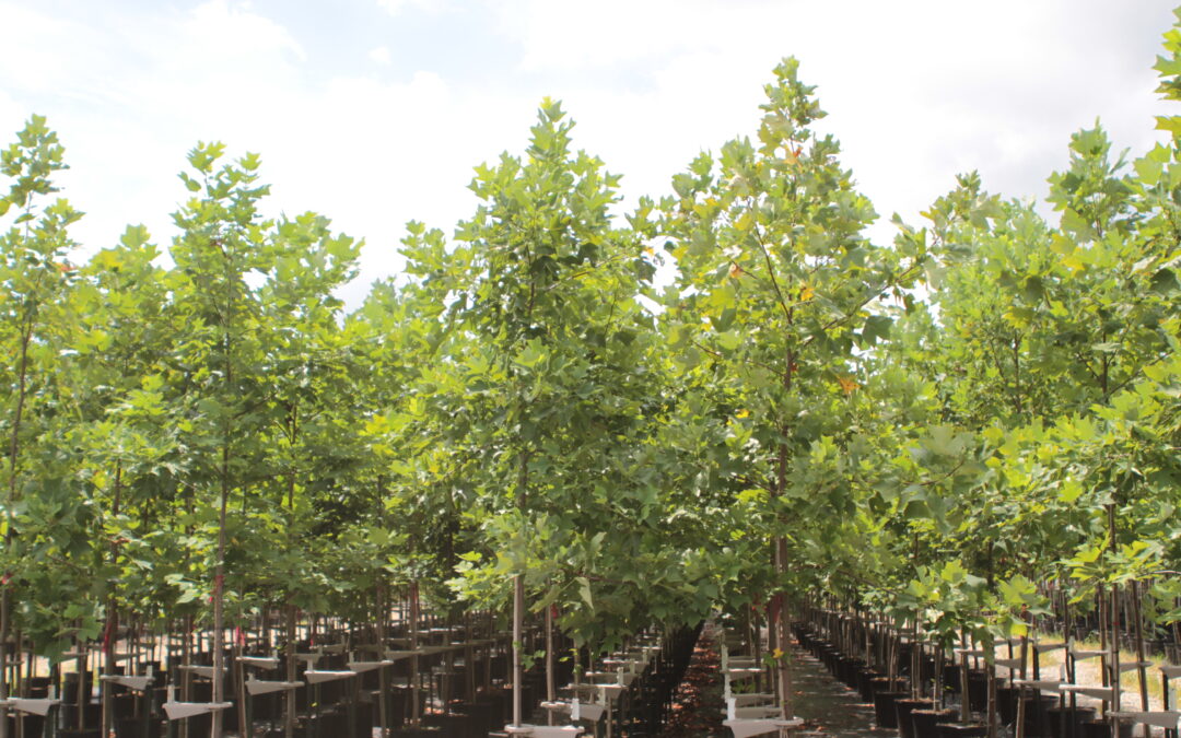 Tulip Poplar
